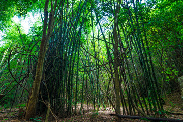 Obraz premium Green bamboo forest tunel nature pathway