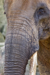 Fototapeta premium Elephant close up profile portrait