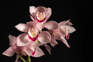 beautiful tropical pink orchid on a black background © mira_y