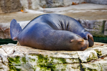 California sea lion
