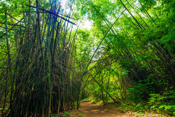 Fototapeta na wymiar Green bamboo forest tunel nature pathway