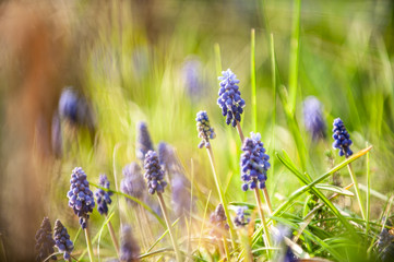 Traubenhyazinthe imm Gegenlicht mit unscharfem Hintergrund