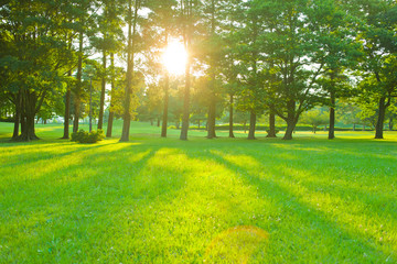 sunshine garden in the morning