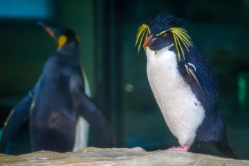 Macaroni penguin © Vladislav Gajic