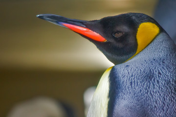 Close up of King Penguin
