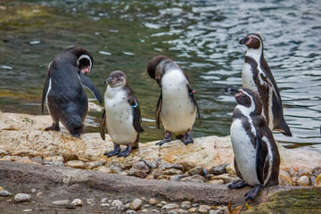 Humboldt penguin, Spheniscus humboldti or Peruvian penguin