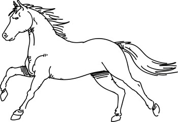Drawing horse vector