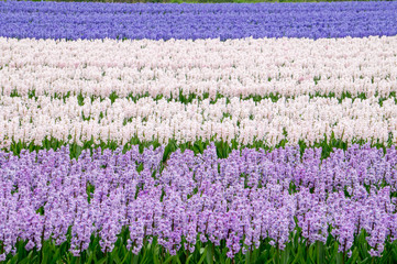 Landscape of 3 colour hyacinths field - blue white and violet