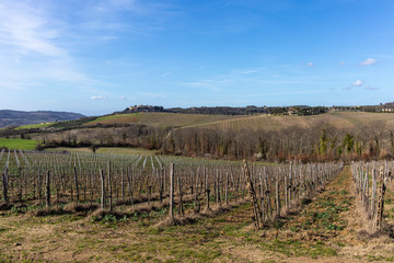 Fototapeta na wymiar Dry vineyard landscape on a blue sunny sky in Tuscany, Italy