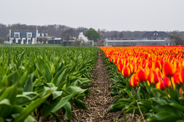Two tulip fields where one is blossoming and another is green with row between them separating in...