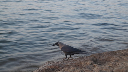 Crow sitting near water side