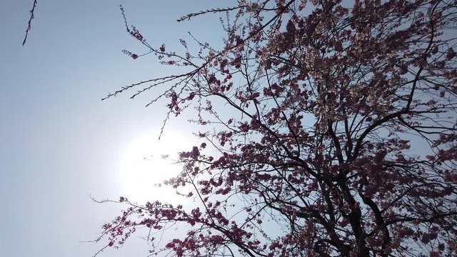 Walking under cherry blossoms looking up the sun