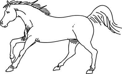 Drawing horse vector
