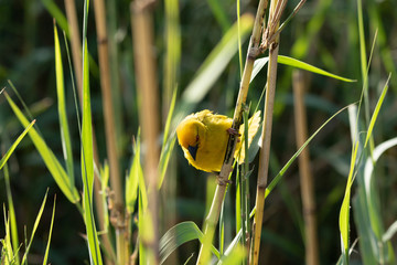 African Weaver Bird