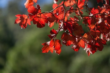 branch of a tree in autumn
