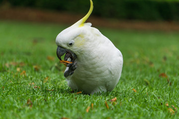 Cockatoo on the grass