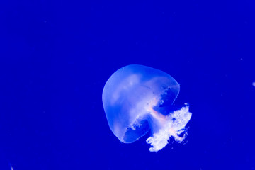 Naklejka na ściany i meble Cannonball jellyfish
