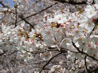 桜満開 ~ sakura in full bloom ~