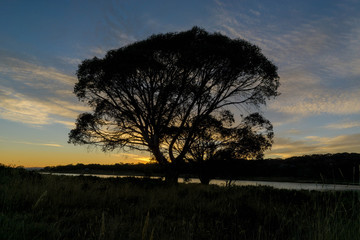 Fototapeta na wymiar big tree at sunset