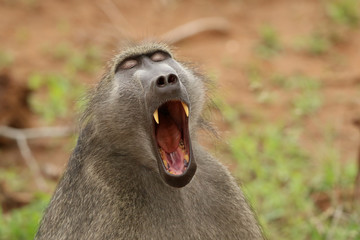 Baboon Yawning 1