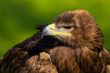 Close up head and shoulders portrait of a Steppe Eagle (Aquila nipalensis)