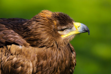 Close up head and shoulders portrait of a Steppe Eagle (Aquila nipalensis)