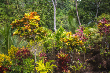 Colorful flowers and plants in the pacific island of Samoa, Upolu © Edina