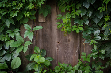 Green creeper ivy plant growing on an old wooden fence, window for copy space