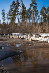 walk, forest, spring, observation, snow, puddle, melt, water, reflections, trees, pines, glare, light, shadow