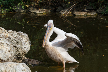 Pelican with straightened wings