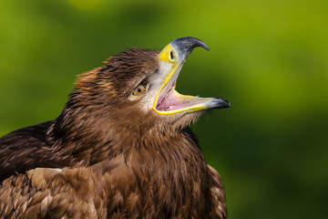 Close up head and shoulders portrait of a Steppe Eagle (Aquila nipalensis)