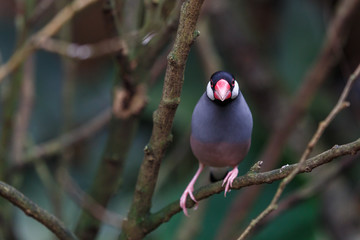 Bright colourful small bird
