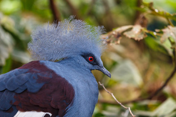 Bright colourful bird (western crowned pigeon)