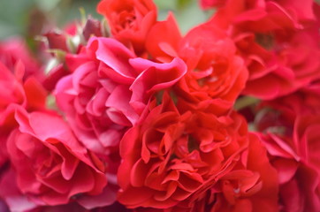 Beautiful summer roses in the garden on green background