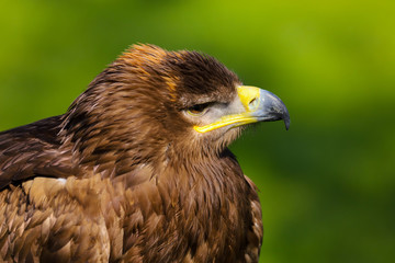 Close up head and shoulders portrait of a Steppe Eagle (Aquila nipalensis)