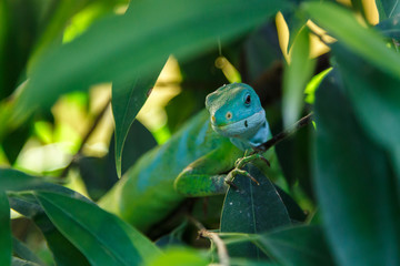 Green lizard hiding in the tree