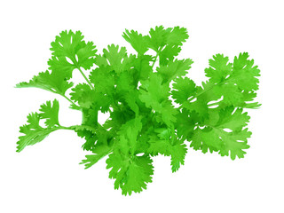 coriander leaf on white background