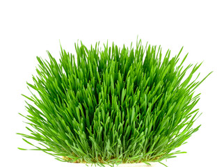 bush of wheat grass isolated