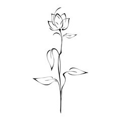 flower Bud on a high stem with leaves in black lines on a white background