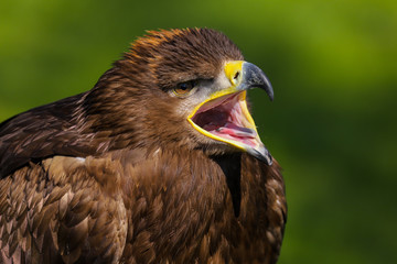 Fototapeta premium Close up head and shoulders portrait of a Steppe Eagle (Aquila nipalensis)