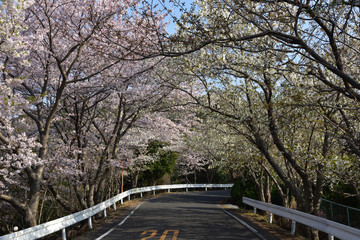日本の美しい桜