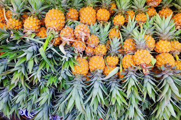 Obraz premium pineapple arrange for sale