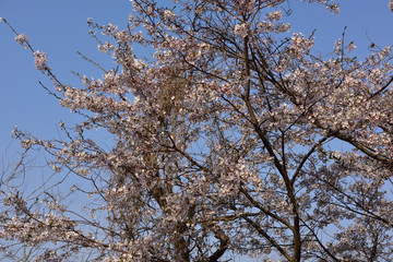日本の美しい桜