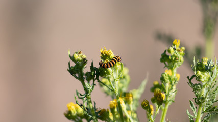 yellow flowers & caterpillar in the garden