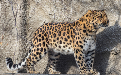 Leopard on a rock