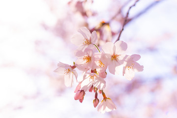 Naklejka premium 桜