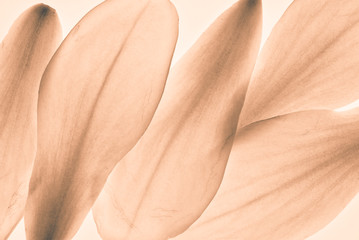 Magnolien Blüten rosa