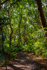 Obraz premium Jozani Forest, Zanzibar, Tanzania, Africa - Jungle with footpath
