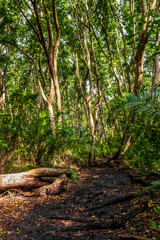 Jozani Forest, Zanzibar, Tanzania, Africa