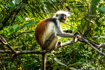 Red Colobus Monkey, Jozani Forest, Zanzibar - Endangered Species